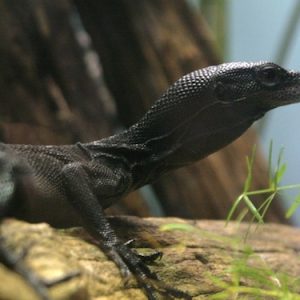 Buy Black Tree Monitor Online