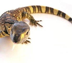 Buy Black Throat Monitor Online