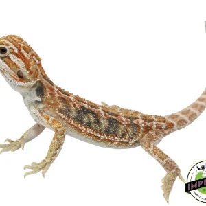 Buy Blue Bar Hypo Bearded Dragon Baby Online