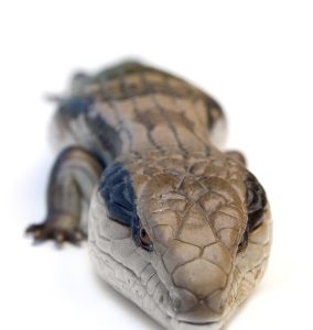 Buy Blue Tongue Skink Online