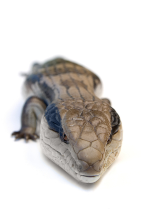 Buy Blue Tongue Skink Online