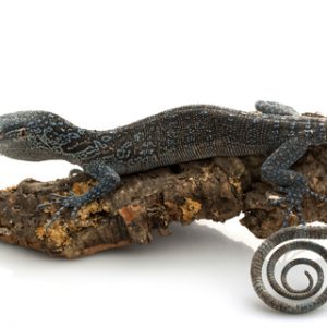 Buy Blue Tree Monitor Online