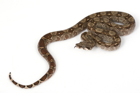 Buy Central American Boa Online