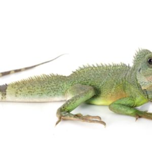 Buy Water Dragon Online