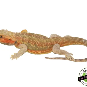 Buy Citrus Translucent Bearded Dragon Sub Adult Online