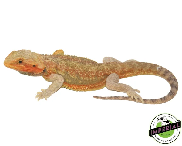 Buy Citrus Translucent Bearded Dragon Sub Adult Online