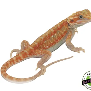 Buy Color Stripe Hypo Translucent Bearded Dragon Online