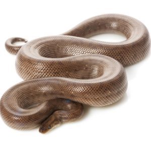 Buy Columbian Rainbow Boa Online