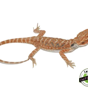 Buy Flame Hypo Bearded Dragon Baby Online