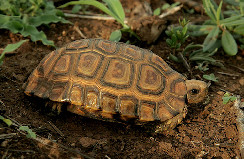 Buy Forest Hingeback Tortoise Online