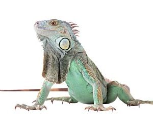 Buy Green Iguana Online