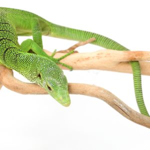 Buy Green Tree Monitor Online
