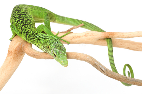 Buy Green Tree Monitor Online