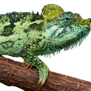Buy Helmeted Chameleon Online