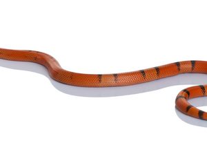 Buy Honduran Milk Snake Online