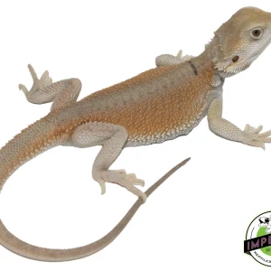 Buy High Color Hypo Witblits Bearded Dragon Baby Online