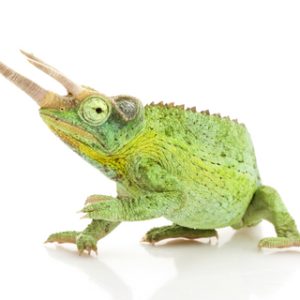 Buy Jackson's Chameleon Online