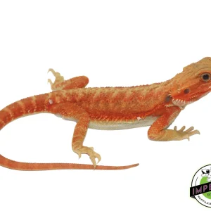Buy Lava Red Hypo Trans Bearded Dragon Online