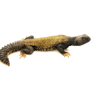 Buy Mali Uromastyx Online