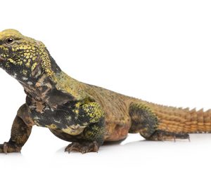 Buy Moroccan Uromastyx Online