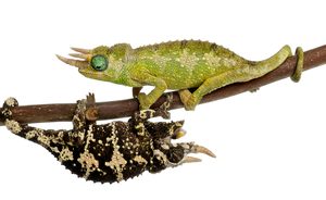 Buy Mount Meru Jacksons Chameleon Online