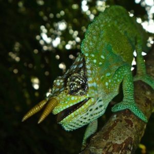 Buy Two Horned Chameleon Online