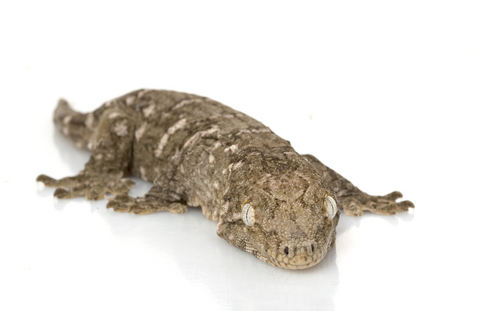 Buy New Caledonian Gecko Online