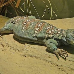 Buy Ocellated Uromastyx Online