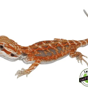 Buy Hypo Orange Crush Bearded Dragon Baby Online