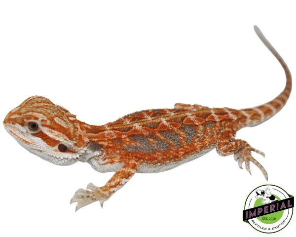 Buy Hypo Orange Crush Bearded Dragon Baby Online