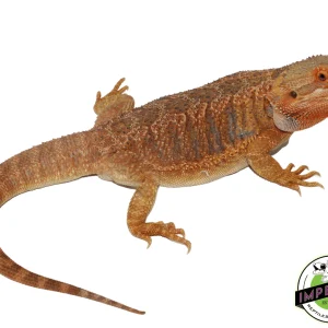 Buy Orange Hypo Bearded Dragon Adult Female Online
