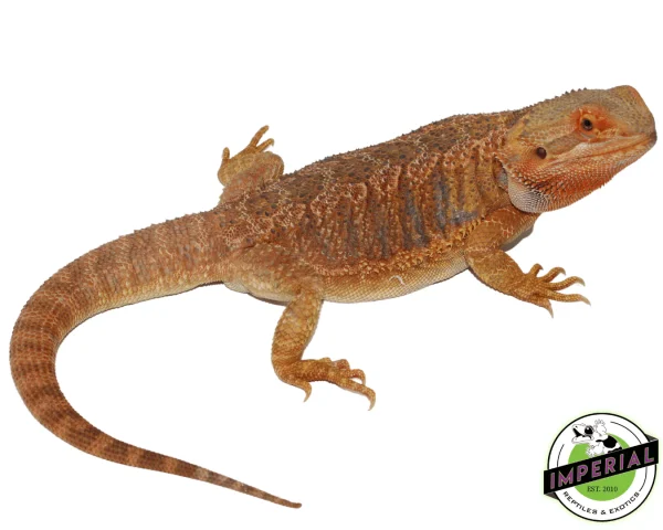 Buy Orange Hypo Bearded Dragon Adult Female Online