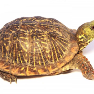 Buy Ornate Box Turtle Online