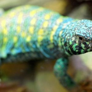 Buy Ornate Uromastyx Online
