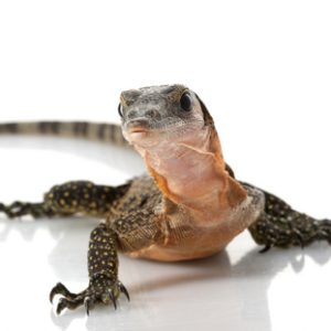 Buy Peach Throat Monitor Online
