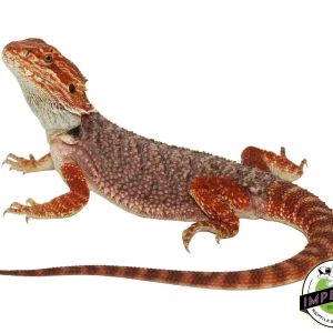 Buy Premium Red Bearded Dragon Young Adult Online