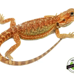 Buy "Rainbow" Hypo Bearded Dragon Baby Online
