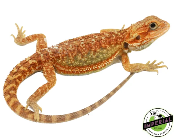 Buy "Rainbow" Hypo Bearded Dragon Baby Online