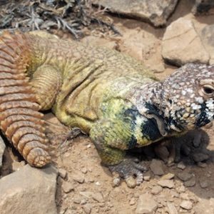 Buy Rainbow Uromastyx Online