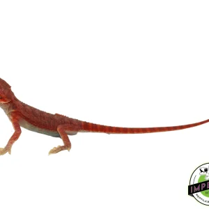 Buy "REDRUM" Extreme Red Hypo Translucent Bearded Dragon Baby Online