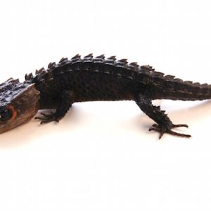 Buy Red Eyed Crocodile Skink Online