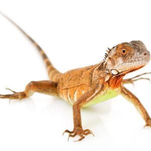 Buy Red Iguana Online
