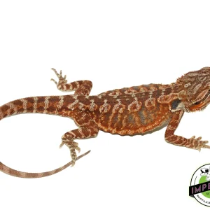 Buy Red Leatherback Bearded Dragon Online
