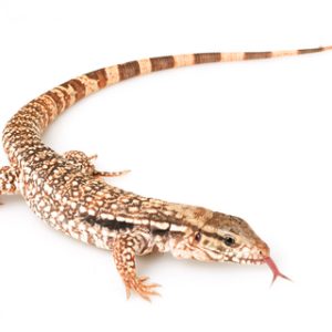 Buy Red Tegu Online