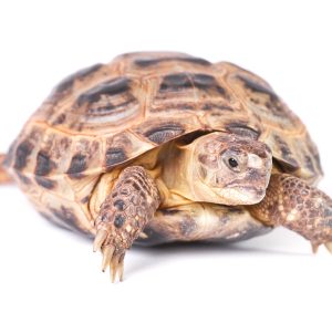 Buy Russian Tortoise Online