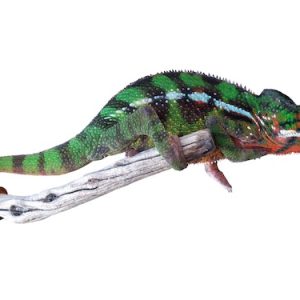 Buy Sambava Panther Chameleon Online