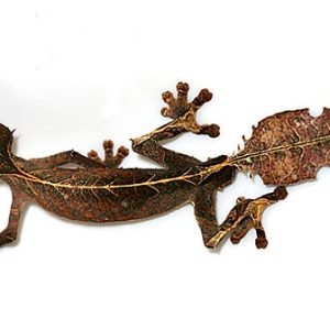 Buy Satanic Leaf Tailed Gecko Online