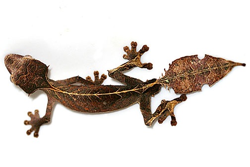 Buy Satanic Leaf Tailed Gecko Online