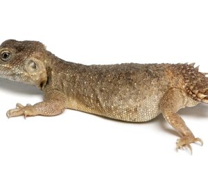 Buy Shield Tailed Agama Online