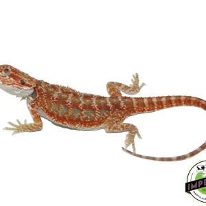 Buy Hypo Skittles Bearded Dragon Juvenile Male Online